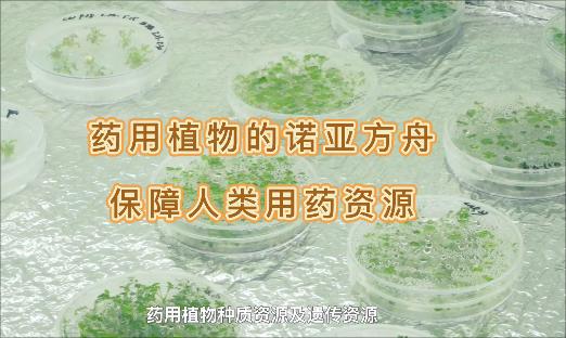 它是药用植物的诺亚方舟，即便面对“天灾人祸”，也不怕药没了