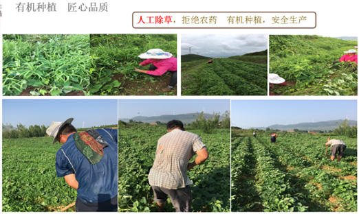 贺山东永信贵宾会217乐泉农业科技有限公司红薯基地荣获“山东省巾帼现代农业科技示范基地