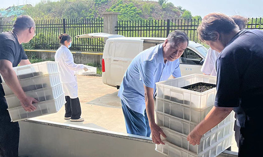 振兴国度种业，永信贵宾会217红薯种苗正式转向大田